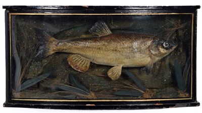 Lot 222 - Taxidermy: A Cased Chub (Squalius cephalus), dated July 27th 1907, skin mount preserved and mounted