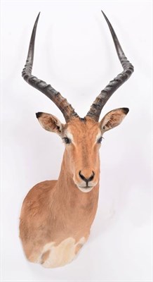 Lot 225 - Taxidermy: Common Impala (Aepyceros melampus), modern, South Africa, high quality adult male...