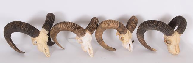 Lot 226 - Antlers/Horns: European Mouflon (Ovis aries musimon), circa late 20th century, four sets of...