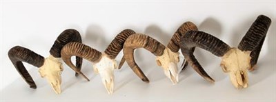 Lot 226 - Antlers/Horns: European Mouflon (Ovis aries musimon), circa late 20th century, four sets of...