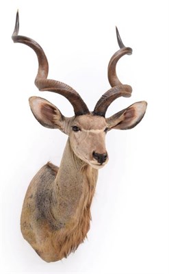 Lot 229 - Taxidermy: Cape Greater Kudu (Strepsiceros strepsiceros), circa late 20th century, South...