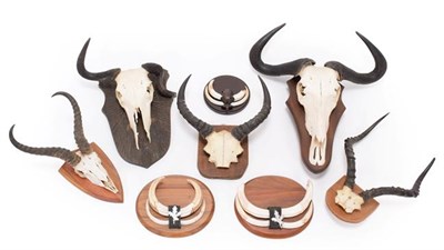 Lot 230 - Antlers/Horns: A Group of African Game Trophies, circa late 20th century, South Africa,...