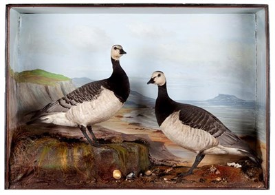 Lot 231 - Taxidermy: A Large Cased Pair of Barnacle Geese (Branta leucopsis), circa late 19th/early 20th...