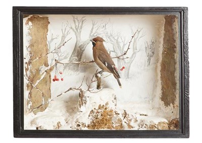 Lot 232 - Taxidermy: A Victorian Cased Bohemian Waxwing (Bombycilla garrulus), a full mount adult male,...