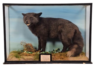 Lot 234 - Taxidermy: A Black or Melanistic Fox (Vulpes vulpes), dated 24th January 1965, a full mount...