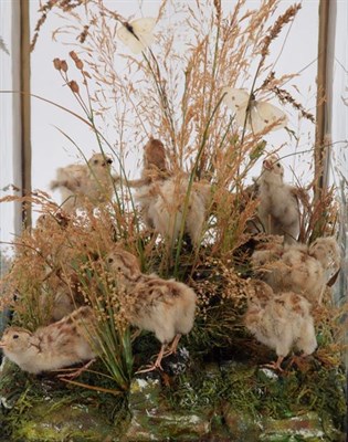 Lot 235 - Taxidermy: A Table Cased Diorama of Pheasant Chicks, circa early 20th century, a brood of...