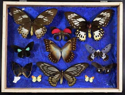 Lot 238 - Entomology: A Collection of Birdwing & Swallowtail Tropical Butterflies, circa mid-late 20th...
