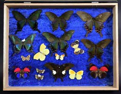 Lot 238 - Entomology: A Collection of Birdwing & Swallowtail Tropical Butterflies, circa mid-late 20th...