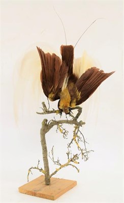 Lot 241 - Taxidermy: A Greater Bird of Paradise (Paradisaea apoda), circa 1900-1920, a full mount adult...