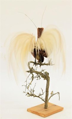 Lot 241 - Taxidermy: A Greater Bird of Paradise (Paradisaea apoda), circa 1900-1920, a full mount adult...