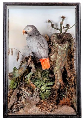 Lot 244 - Taxidermy: A Cased African Grey Parrot (Psittacus erithacus), circa 1904 or earlier, by Peter...