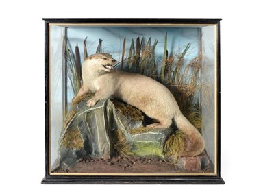 Lot 246 - Taxidermy: Eurasian Otter (Lutra lutra), circa 1930, R. Raine, Scientific & Ornamental...