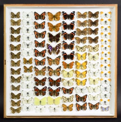Lot 247 - Entomology: A Framed Display of British Butterflies, dated 1900-1979, a display of ninety seven...