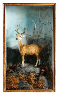 Lot 248 - Natural History: A Cased Model of a Fallow Deer Stag, circa early-mid 20th century, an unusual...