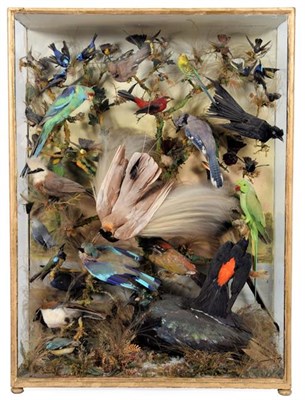 Lot 249 - Taxidermy: A Late Victorian Diorama of Tropical Birds, circa 1870-1900, in the manner of James...