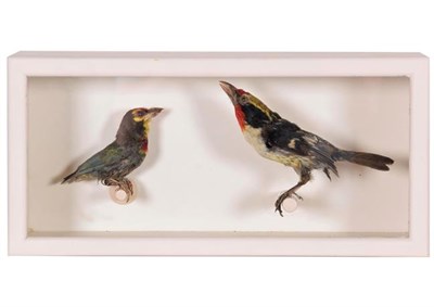 Lot 250 - Taxidermy: A Cased Coppersmith Barbet and Spotted Barbet, circa, 1880-1900, both full mounts,...
