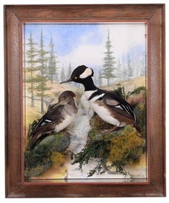 Lot 252 - Taxidermy: A Wall Cased Pair of Hooded Meganser (Lophodytes cucullatus), circa 2003, by A.J....