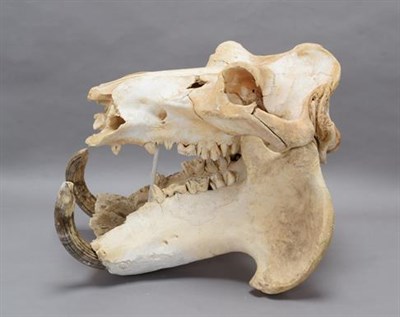 Lot 253 - Skulls/Tusks: Common Hippopotamus Skull (Hippopotamus amphibius), circa mid-20th century, large...