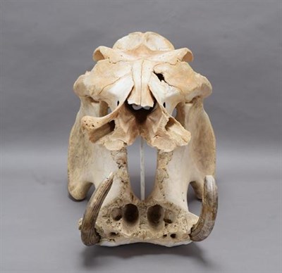 Lot 253 - Skulls/Tusks: Common Hippopotamus Skull (Hippopotamus amphibius), circa mid-20th century, large...
