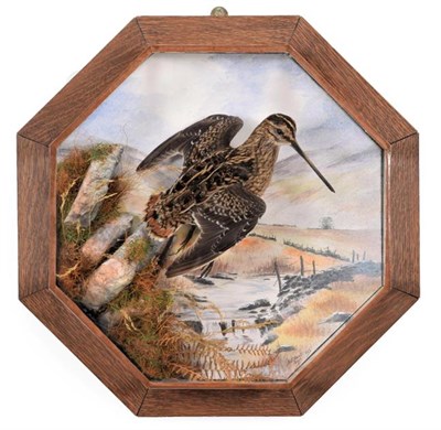 Lot 254 - Taxidermy: An Octagonal Wall Cased Common Snipe (Gallinago gallinago), circa 2007, by A.J....