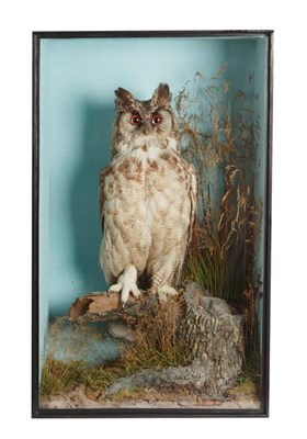Lot 255 - Taxidermy: A Cased Mid-Victorian Great Horned Owl (Bubo virginianus), circa 1845-1856, by T.M....