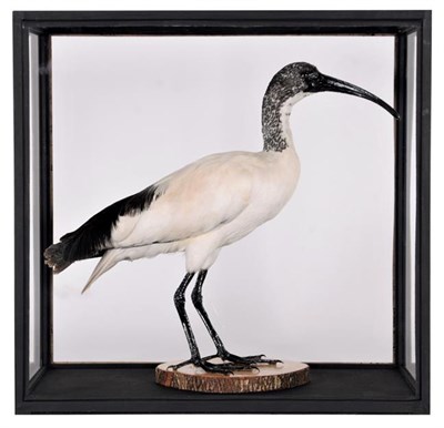 Lot 256 - Taxidermy: A Cased Juvenile African Sacred Ibis (Threskiornis aethiopicus), a full mount...