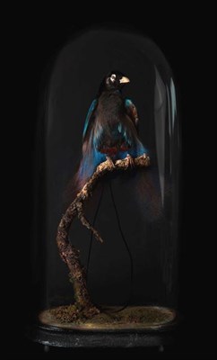 Lot 257 - Taxidermy: A Late Victorian Blue Bird of Paradise (Paradisornis rudolphi), circa 1880-1900, an...