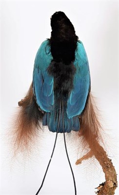 Lot 257 - Taxidermy: A Late Victorian Blue Bird of Paradise (Paradisornis rudolphi), circa 1880-1900, an...