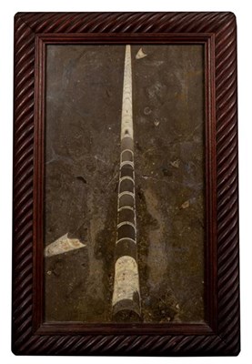 Lot 259 - Natural History: A Framed Orthoceras Specimen from the Ordovician period, Morocco, 450 million...