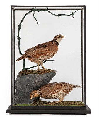 Lot 260 - Taxidermy: A Cased Pair of Northern Bobwhite Quail (Colinus virginianus), a pair of full mount...