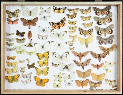 Lot 262 - Entomology: A Collection of European Moths & Butterflies, circa mid-late 20th century, a collection