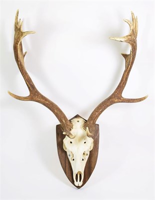 Lot 263 - Antlers/Horns: European Fallow Deer Antlers (Dama dama), dated 1978, Arden, West Germany,...