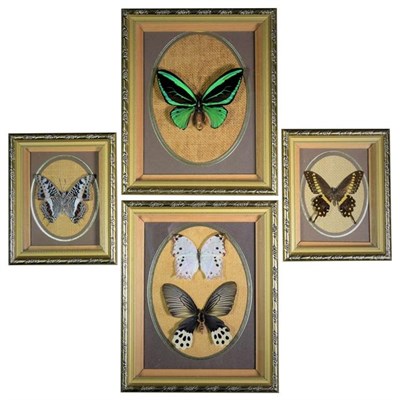 Lot 266 - Entomology: Four Framed Asian & African Butterflies, circa 1980, a small collection of 5...