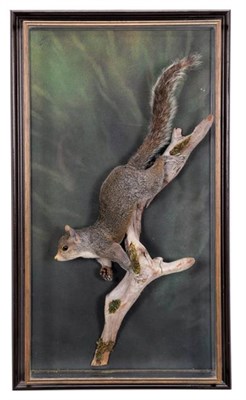 Lot 267 - Taxidermy: A Wall Cased Grey Squirrel (Sciurus carolinensis), circa 1986, by A.J. Armitstead,...