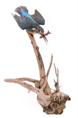 Lot 268 - Taxidermy: European Kingfisher (Alcedo athis), circa late 20th century, a full mount adult in...