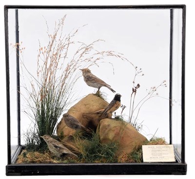 Lot 269 - Taxidermy: A Cased Diorama of Various British Birds, circa 1910-1961, Ex Museum Display case,...