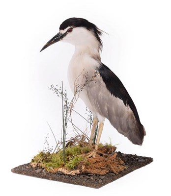 Lot 270 - Taxidermy: Black-Crowned Night Heron (Nycticorax nycticorax), circa 20th century, full mount...