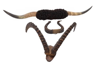 Lot 271 - Antlers/Horns: A Collection of African and European Game Trophy Horns, comprising - Cape...
