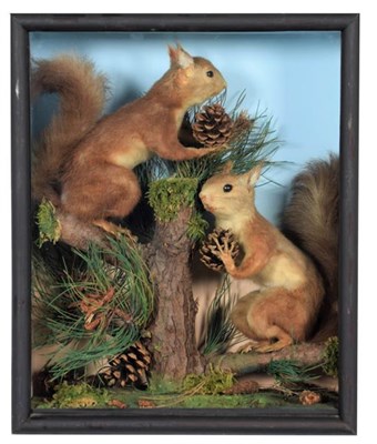 Lot 272 - Taxidermy: A Pair of Cased Red Squirrels (Sciurus vulgaris), 20th century, a pair of full mount...