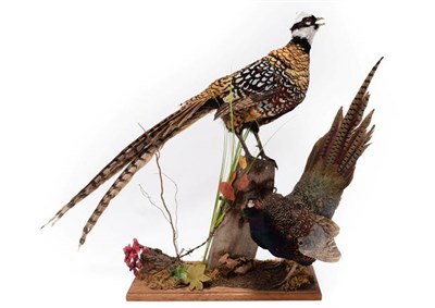 Lot 274 - Taxidermy: Reeves Pheasant & Melanistic Pheasant, circa 20th century, an adult male Reeve's...