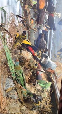 Lot 275 - Taxidermy: A Superb Victorian Diorama of Tropical Birds on Chest, circa 1870-1900, a superb...