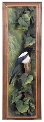 Lot 276 - Taxidermy: A Large Wall Cased Magpie (Pica pica), circa 2003, by A.J. Armitstead, Taxidermist &...
