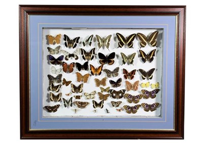 Lot 279 - Entomology: A Large Glazed of Display of Tropical Butterflies, modern, comprising fifty five...