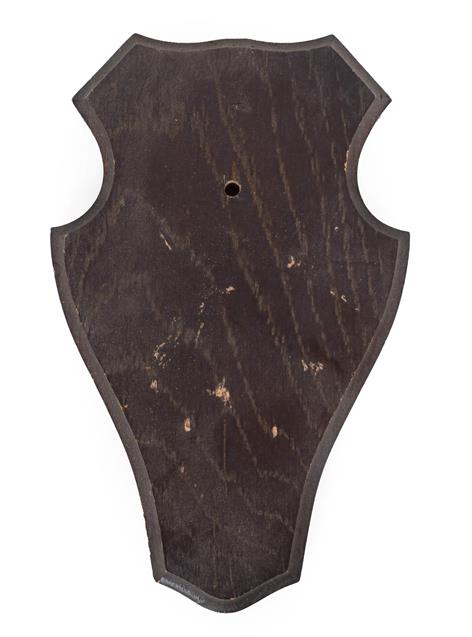 Lot 283 - Taxidermy: Shields, fifty similar shaped dark oak shields, 11.5cm by 18.5cm, (50) used.