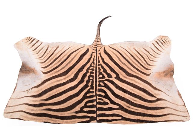 Lot 285 - Taxidermy: Burchell's Zebra Flank Skin Rug (Equus quagga), modern, adult flank skin rug with...