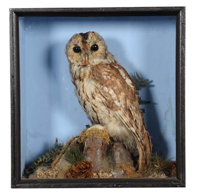 Lot 286 - Taxidermy: A Cased Tawny Owl (Strix aluco), circa 1920-1930, a full mount adult with head...