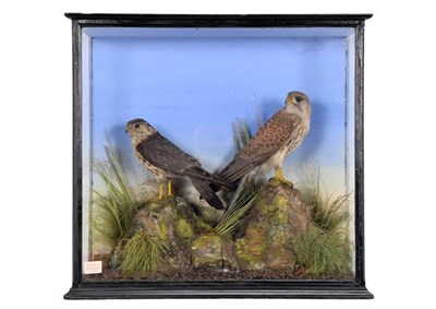 Lot 293 - Taxidermy: A Cased Merlin & Kestrel, by W.A. Macleay & Son's, Church Street, Inverness,...