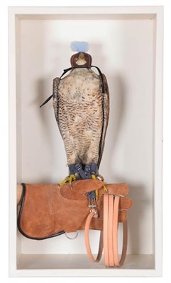 Lot 295 - Taxidermy: A Late Victorian Peregrine Falcon (Falco peregrinus), circa 1880-1900, a large full...