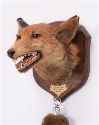 Lot 300 - Taxidermy: European Red Fox Mask (Vulpes vulpes), dated 18th October 1952, by Thomas Salkeld,...