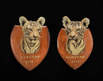 Lot 302 - Taxidermy: A Very Rare Pair of Indian Tiger Cubs (Panthera tigris tigris), dated 1931, Nargund,...